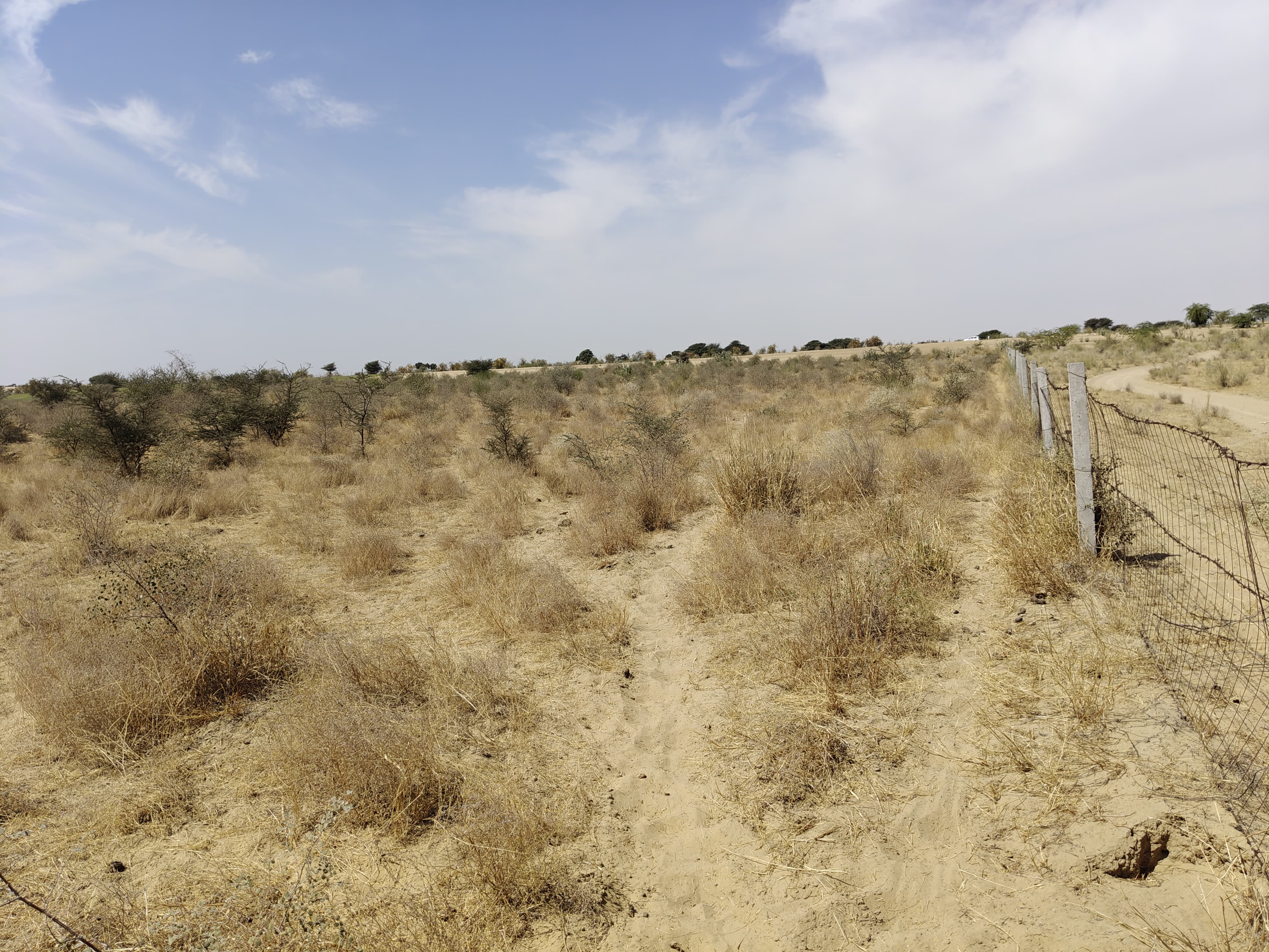 Compensatory Afforestation